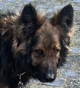 BBen, hond van Ruud Stap