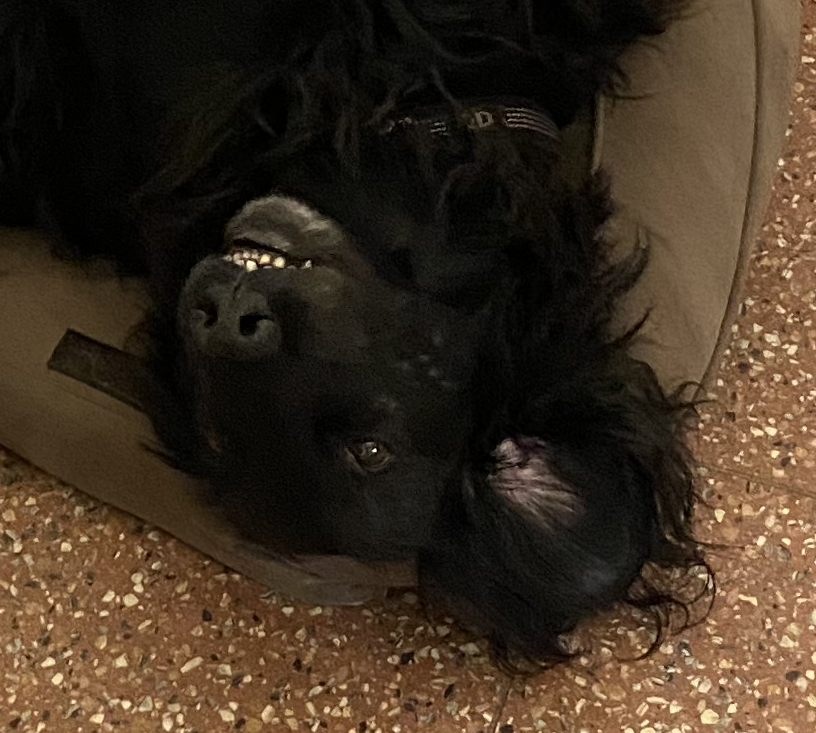 Jiggle, hond van Ruud Stap