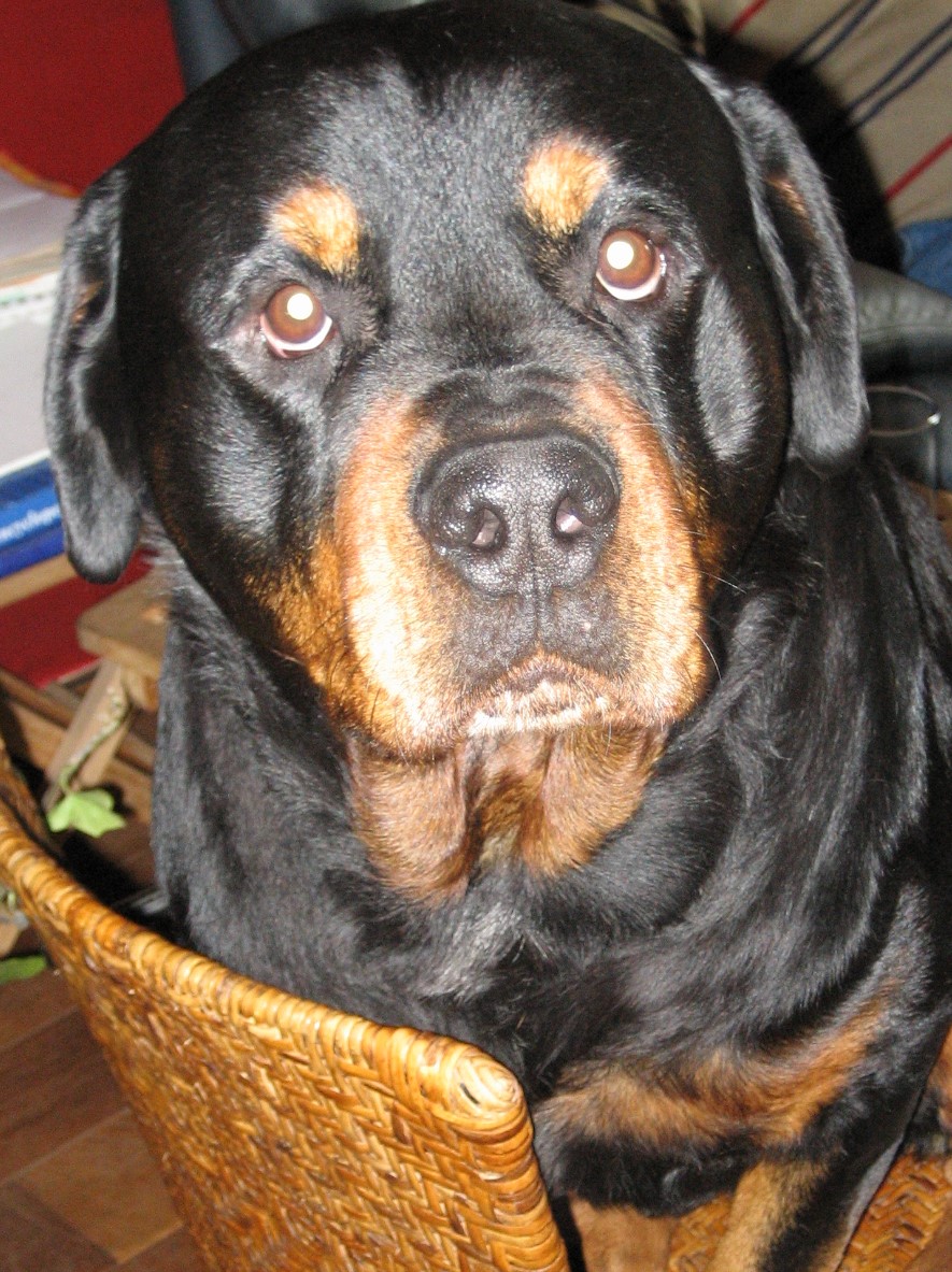 Atilla, hond van Ruud Stap