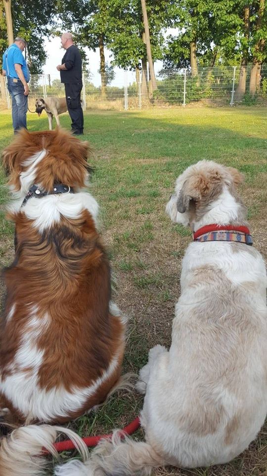 Bee en Tukker, hond van Ruud Stap