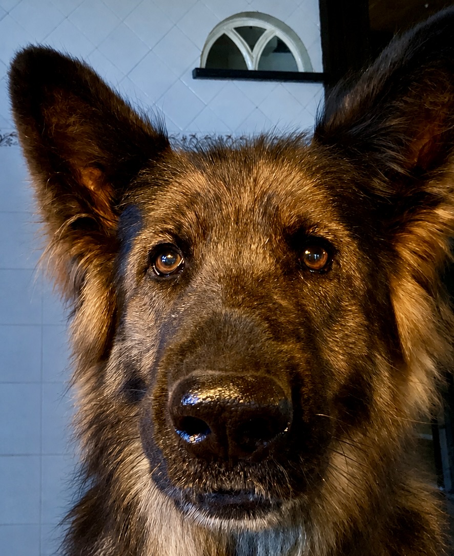 Binah, hond van Ruud Stap