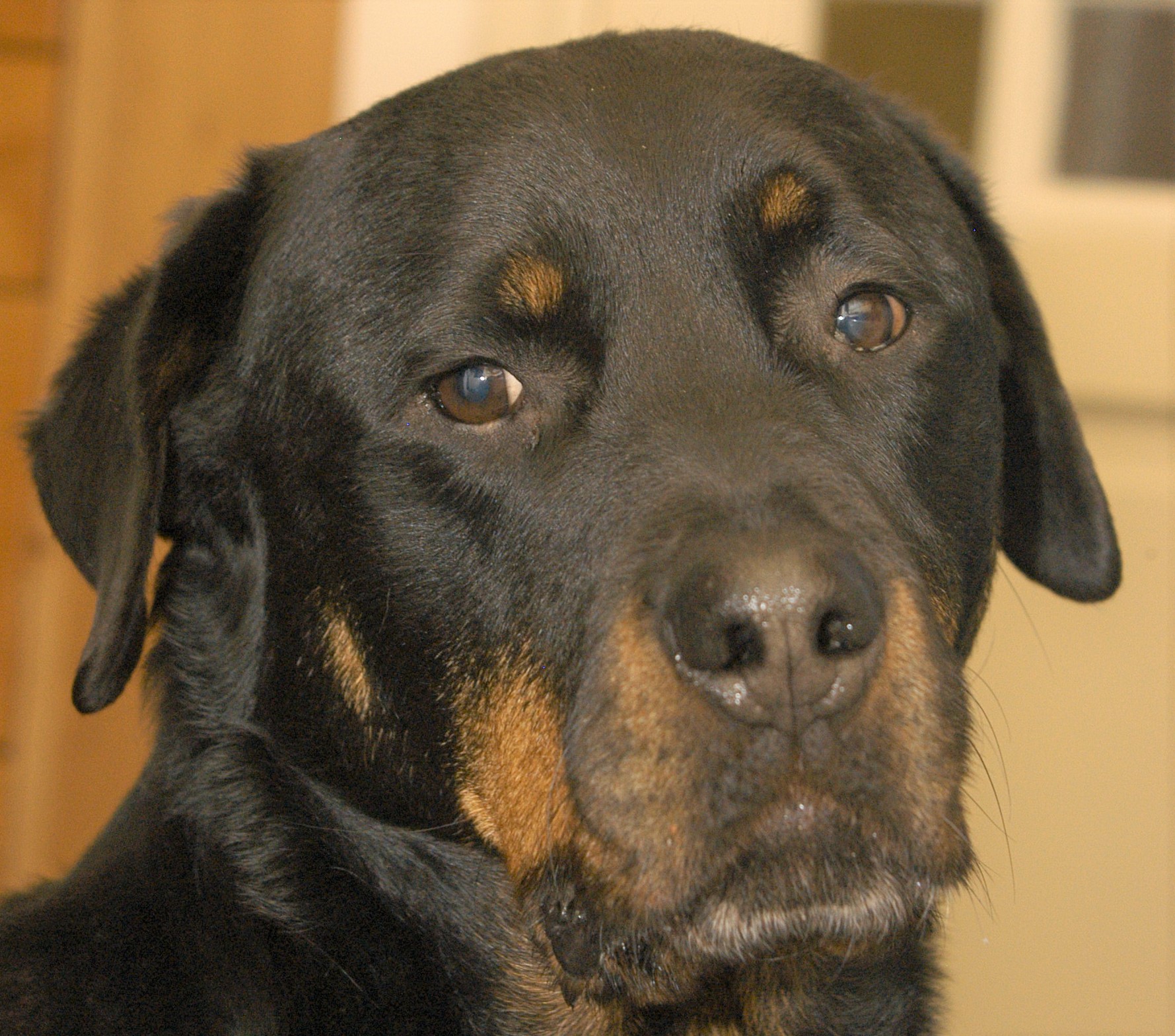 Csanka, hond van Ruud Stap