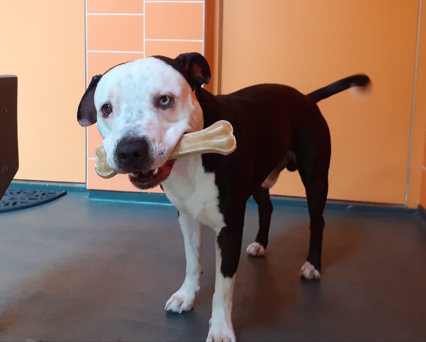 Fauwzi, hond van Ruud Stap