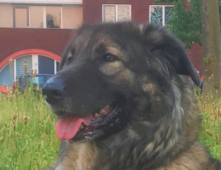 Hommel, hond van Ruud Stap