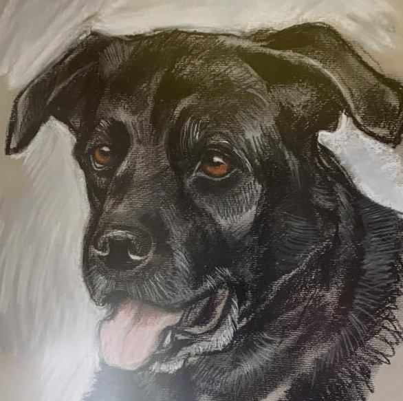 Kimble, kruising Beauceron x Labrador, de leermeester van Ruud Stap