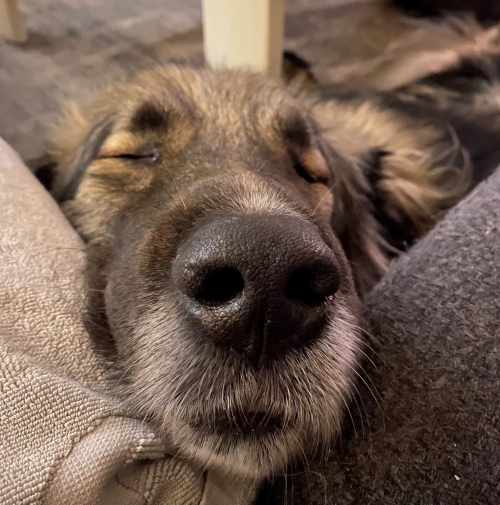 Ursa, hond van Ruud Stap