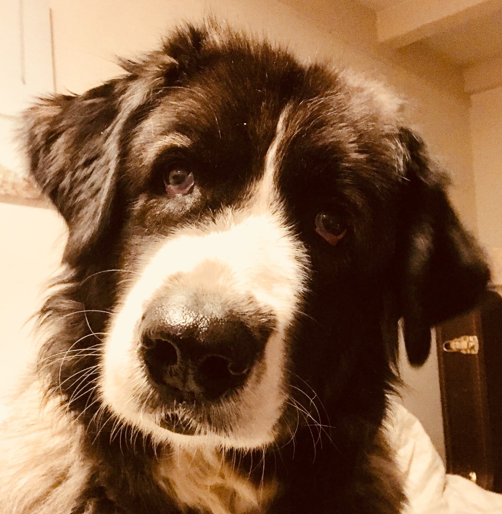 Vlinder, hond van Ruud Stap